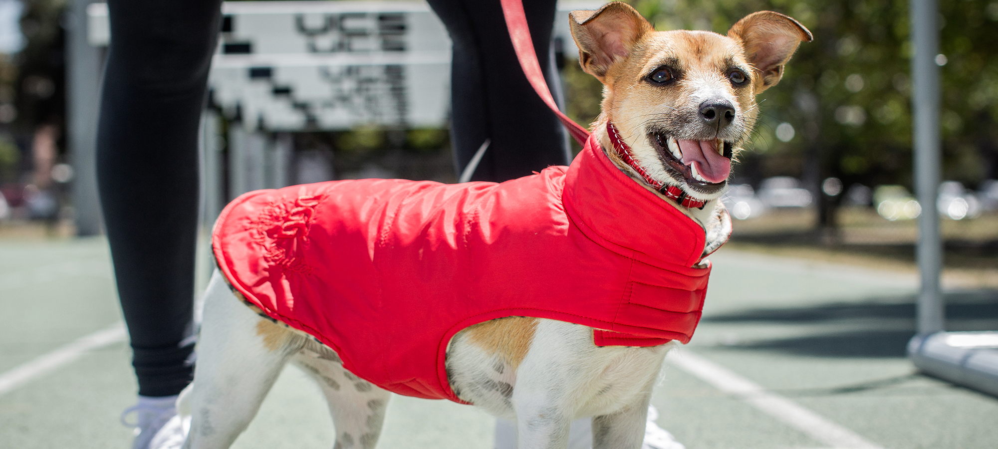 Petstock dog jackets hotsell